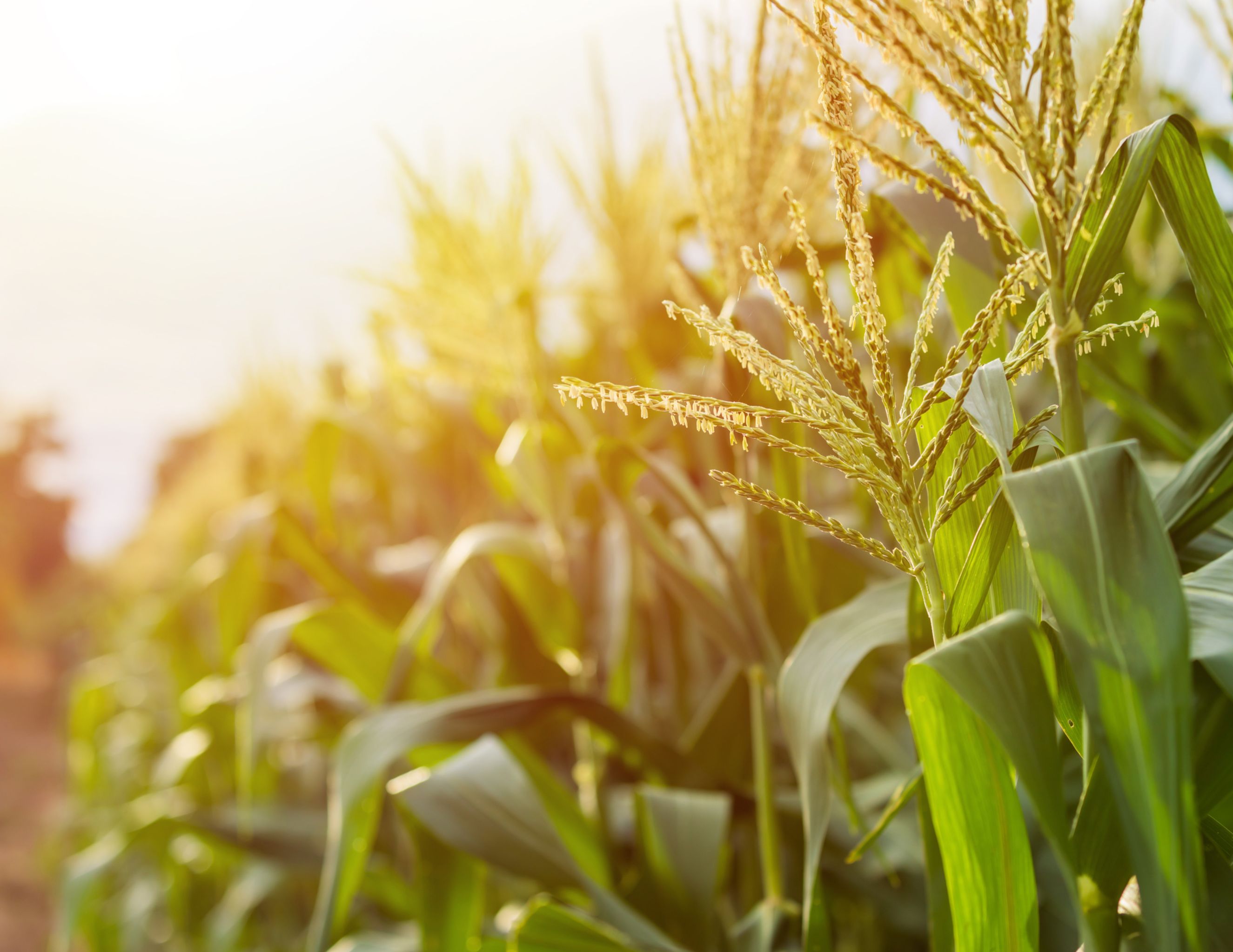 Property Map Farm Real Estate for Sale, Wooded Property & Land Broker